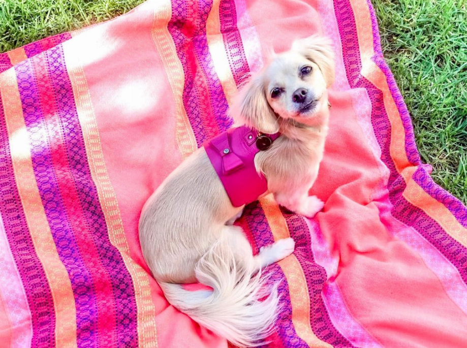 Dog Harness - Pet Supplies