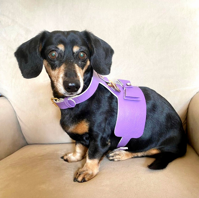 Dog Harness - Pet Supplies