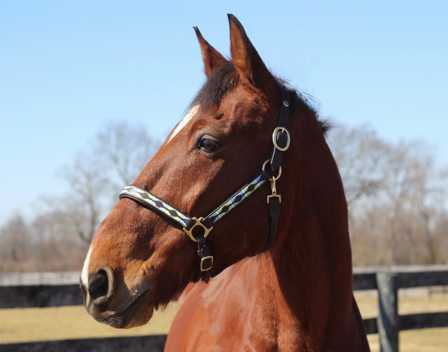 Brown leather horse halter with braided green-and-white trim and metal rings