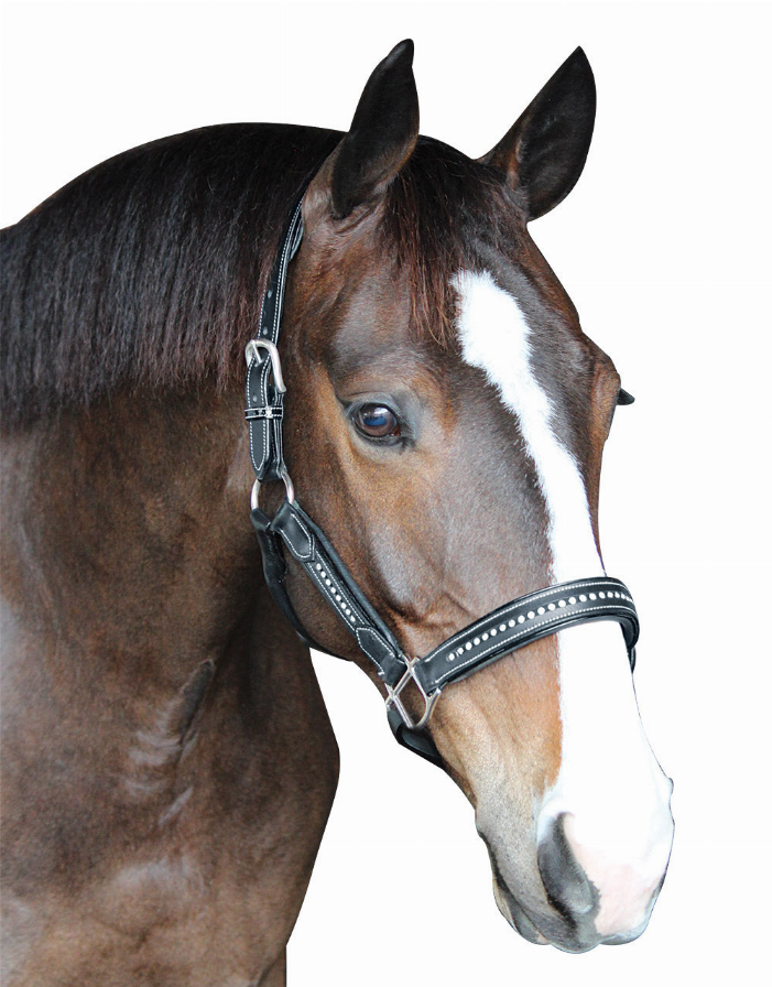 Horse wearing a dark padded halter with metal ring accents near the nose and throat