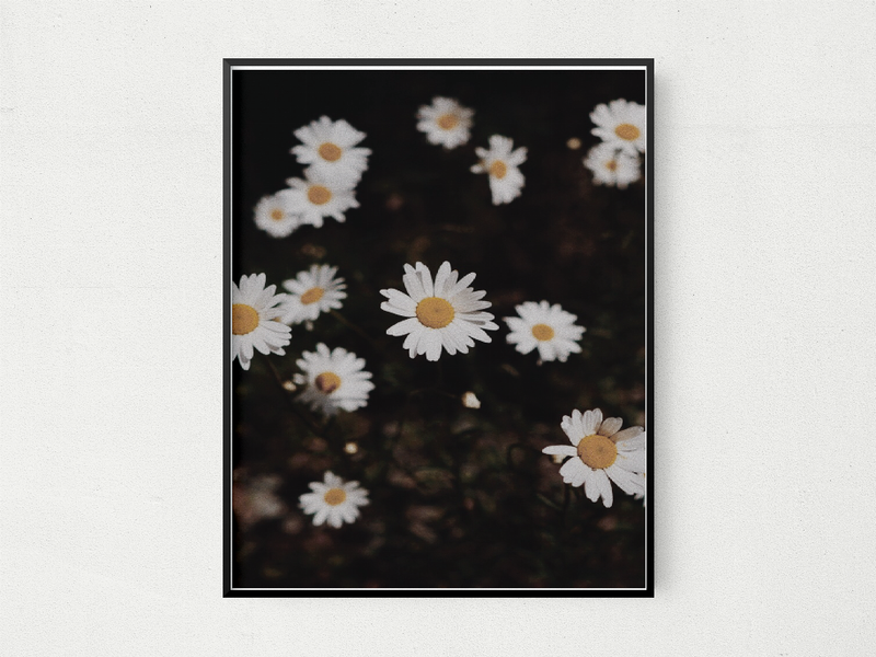 Framed daisy floral wall art print on black background, white petals with yellow centers