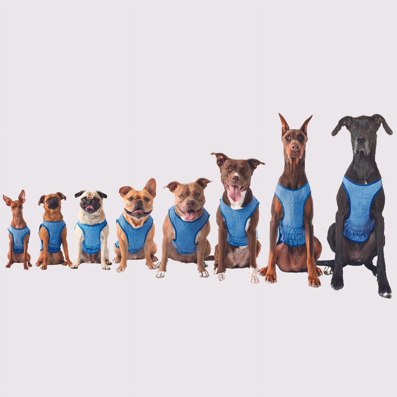 Pet cooling vest worn by multiple dogs, blue mesh sleeveless design