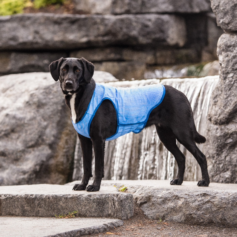 Pet cooling vest on black dog outdoors, blue mesh sleeveless design