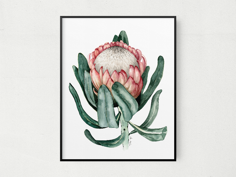 Framed protea flower wall art in watercolor style, pink center and green leaves