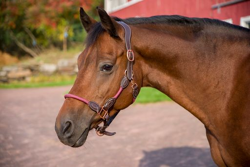 Henri de Rivel leather rope halter on chestnut horse with metal buckles.