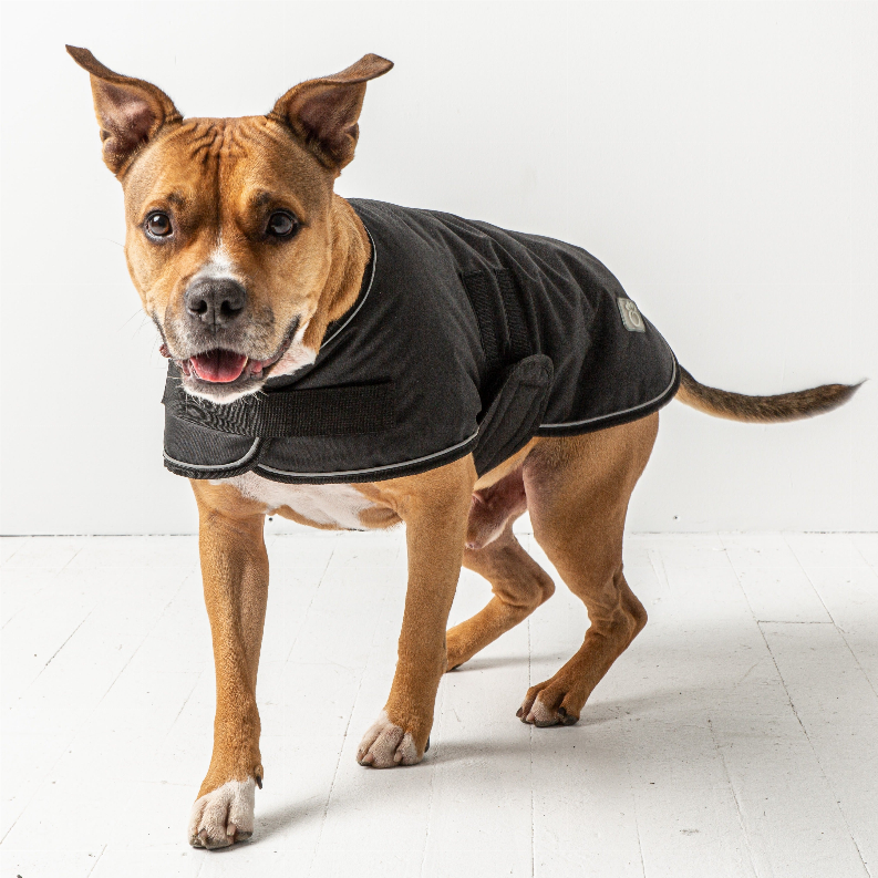 Dog wearing dark blanket jacket with front strap closure and round logo patch on the side