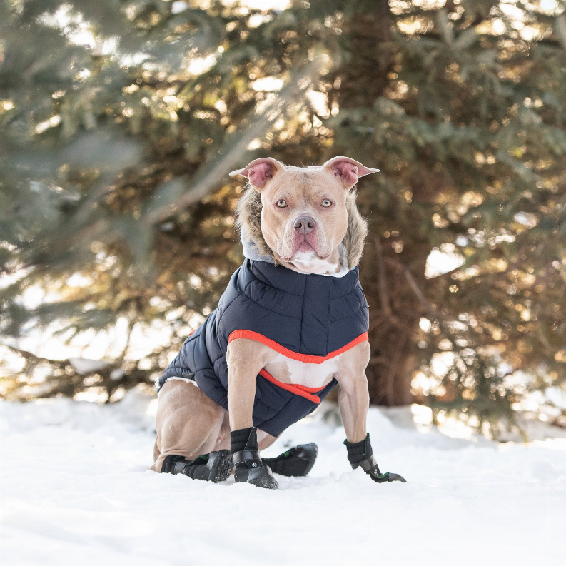 Navy winter dog parka with orange stripe detail, quilted padding, plush-lined hood