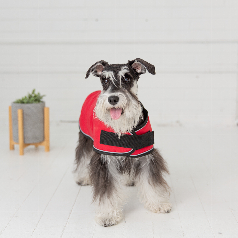 Dog wearing red blanket-style pet jacket with black trim and front panel, chest strap