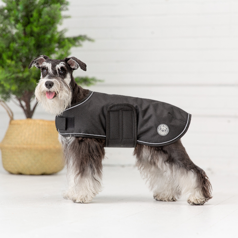 Black dog blanket jacket on scruffy dog, side view with front strap and center panel