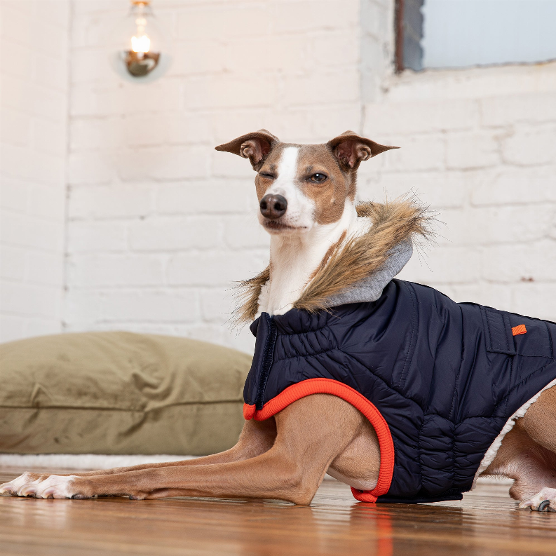 Navy winter dog parka with gray faux-fur hood and red chest opening