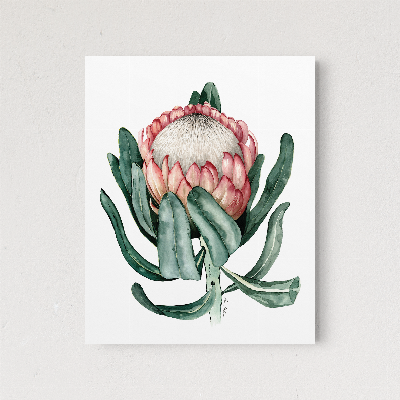 Protea flower wall art print with pink petals, white center, and green leaves