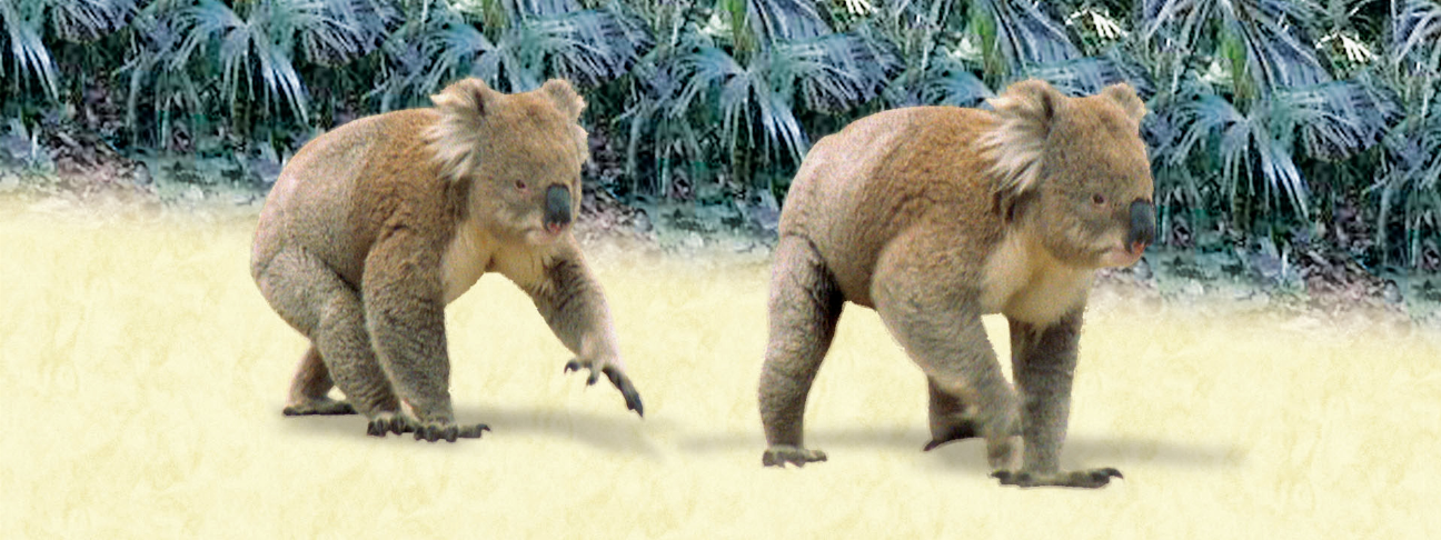 Koala animal art bookmark/ruler showing two koalas in side view
