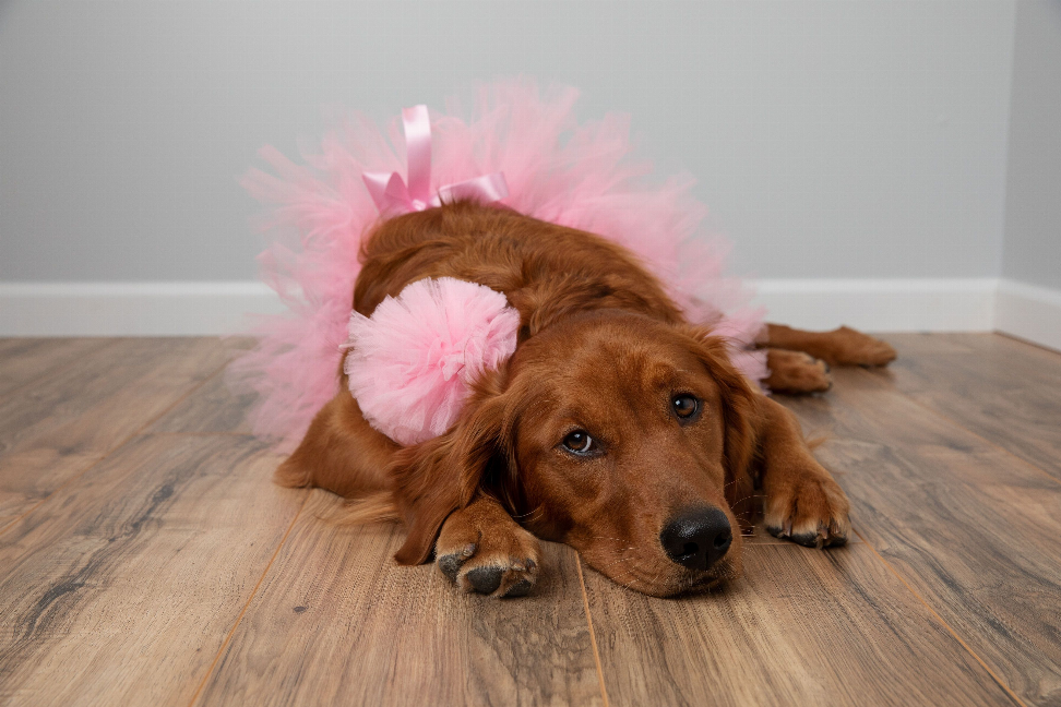 Light pink ruffled tulle dog tutu skirt on a lying brown dog