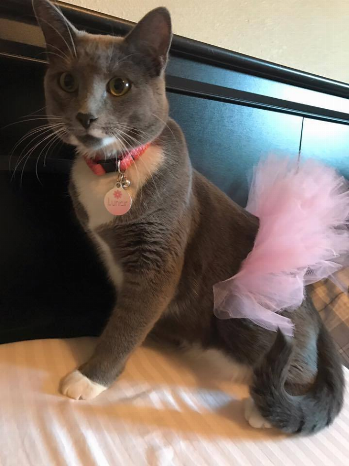 Light pink ruffled tulle dog tutu skirt worn by a gray cat