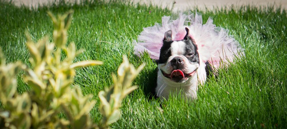 Light pink tutu skirt with fluffy tulle worn by a white-and-black dog