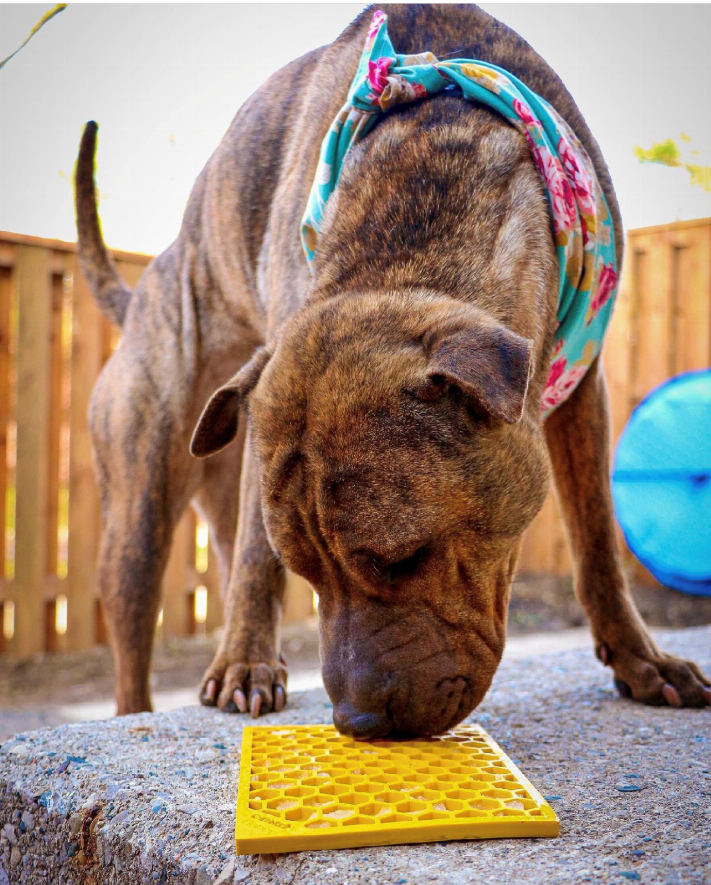 Yellow honeycomb lick mat on ground as a dog sniffs and approaches