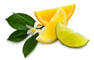 Citrus Mint Green Cold Brew Iced Tea - 1 / 6 Bags - Food & Drink