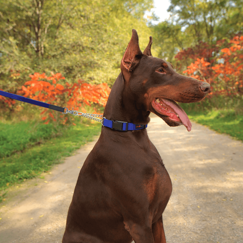 Blue martingale dog collar with metal chain on dog