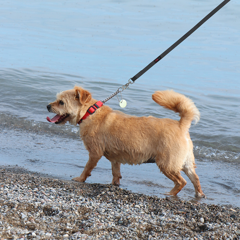 Red martingale dog collar with metal chain and tag on small dog