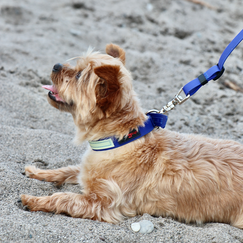Small tan dog lying down wearing a blue collar with engraved tag
