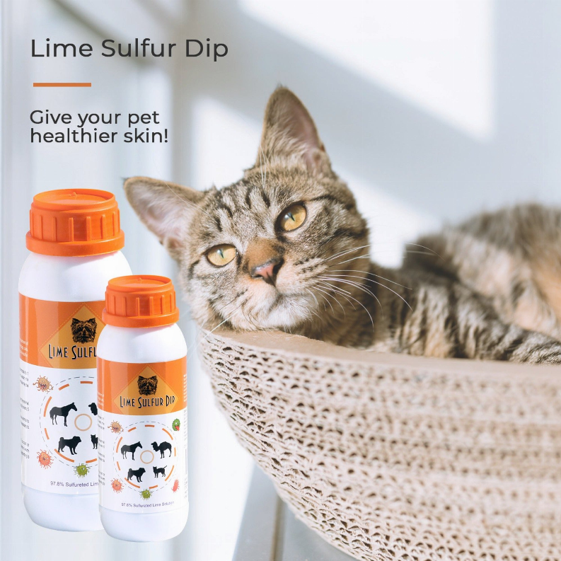 Lime sulfur dip solution bottles with orange caps beside a gray cat