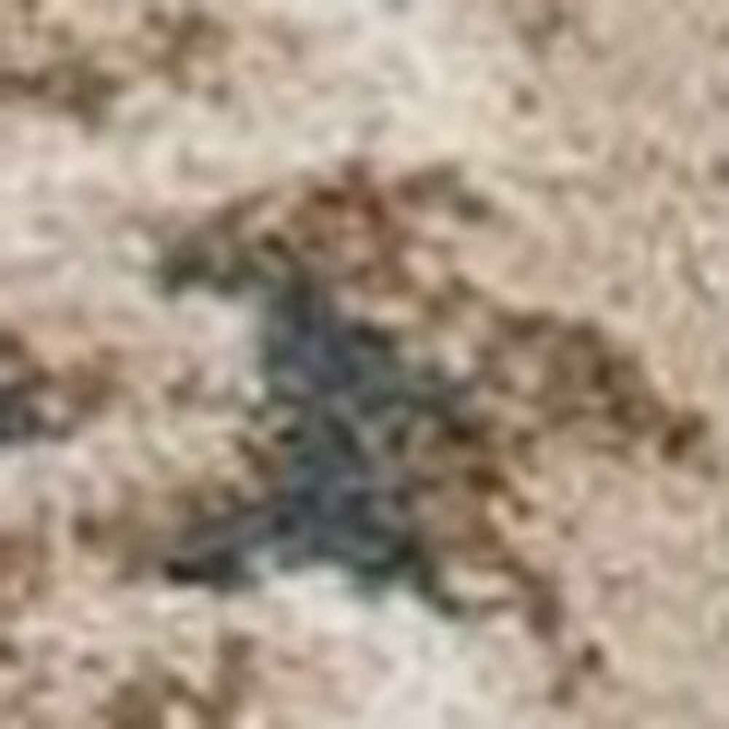 9' X 12'  Polypropylene Slate Blue Area Rug