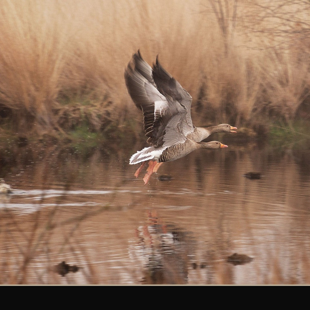 Fly Away 3 Black Framed Print Wall Art - Home Decor