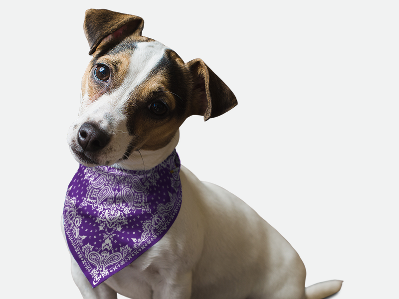 Pet bandana with purple paisley pattern, cloth tie around dog’s neck