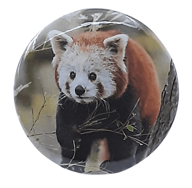 Bear - 4 / 2.25 inch - Unisex Fashion