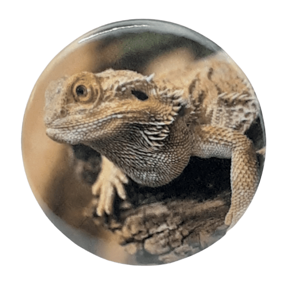Lizard-themed circular badge with detailed scaly head and claws