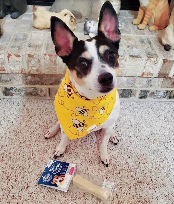 Dog wearing a yellow patterned bandana with a dog chew package nearby