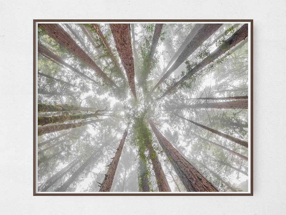 Rectangular framed forest photo, dark wood frame, upward tree view.