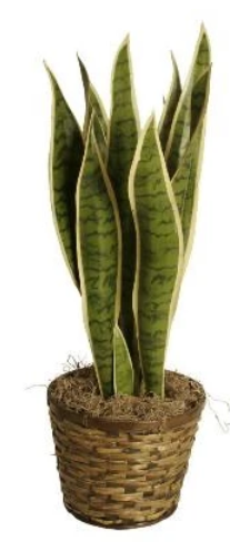 Brown woven rattan pot cover with tall green leaves inside