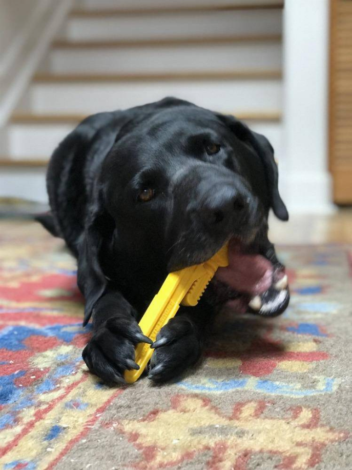 Black dog chewing a yellow industrial pipe wrench-style nylon chew toy on a rug