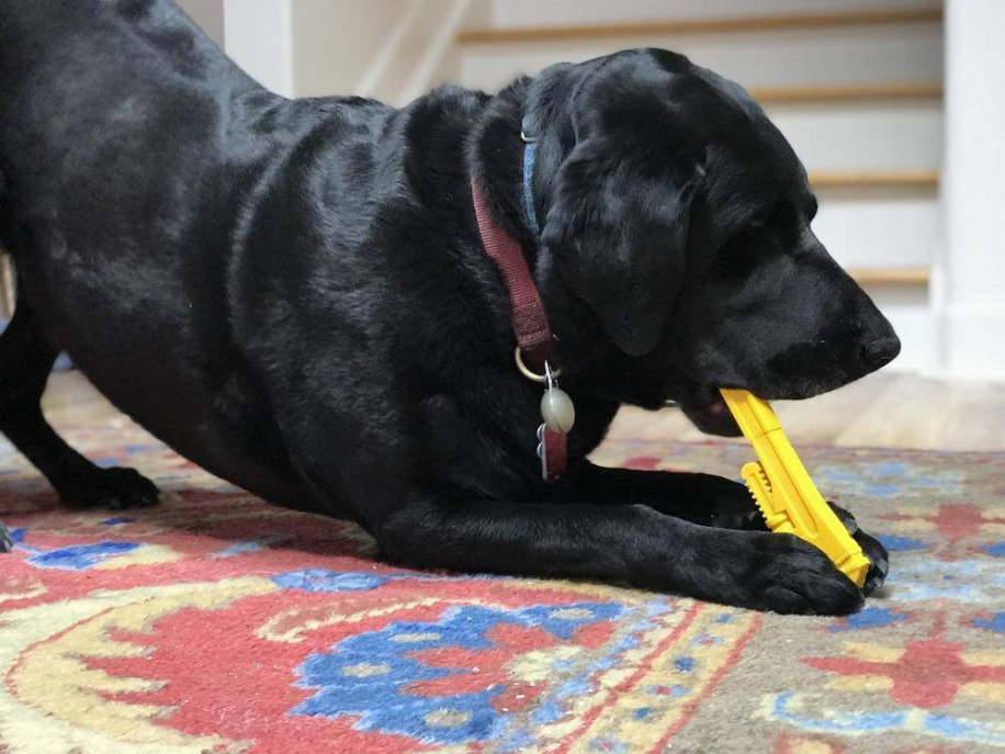 Black dog lying on a rug and chewing a yellow pipe wrench-style dog chew toy