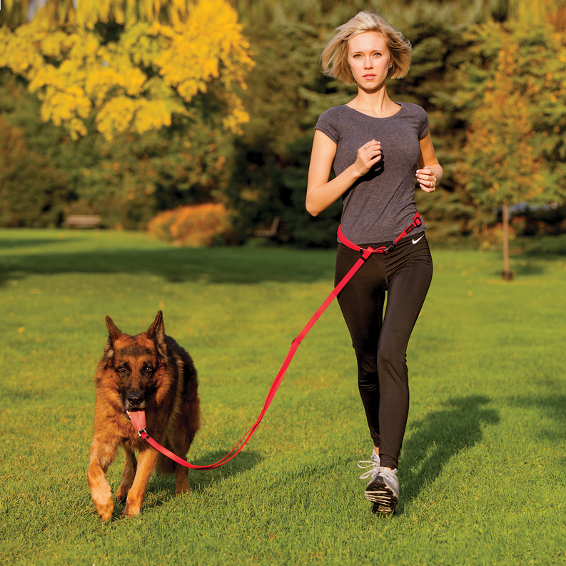 Freedom harness on a dog with red leash and red chest strap