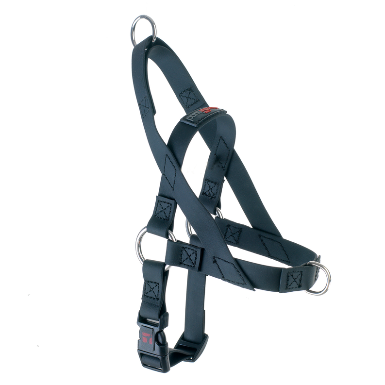 Freedom harness with dark teal straps and metal rings, adjustable dog fit