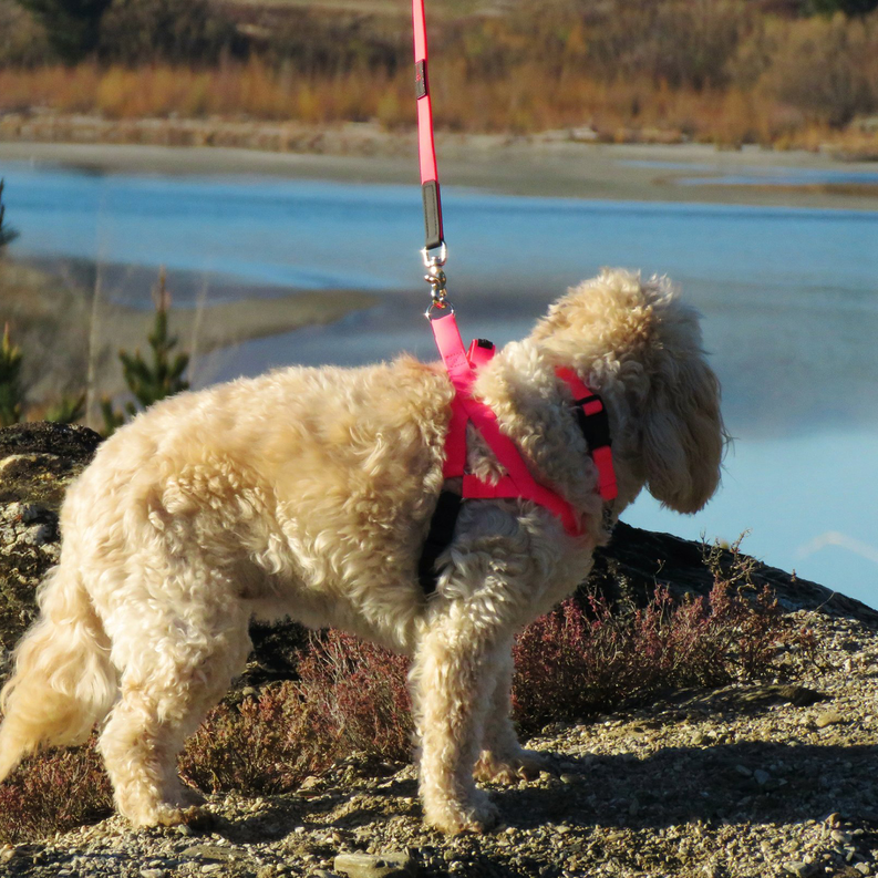 Freedom harness on a small dog, red chest strap and leash attachment