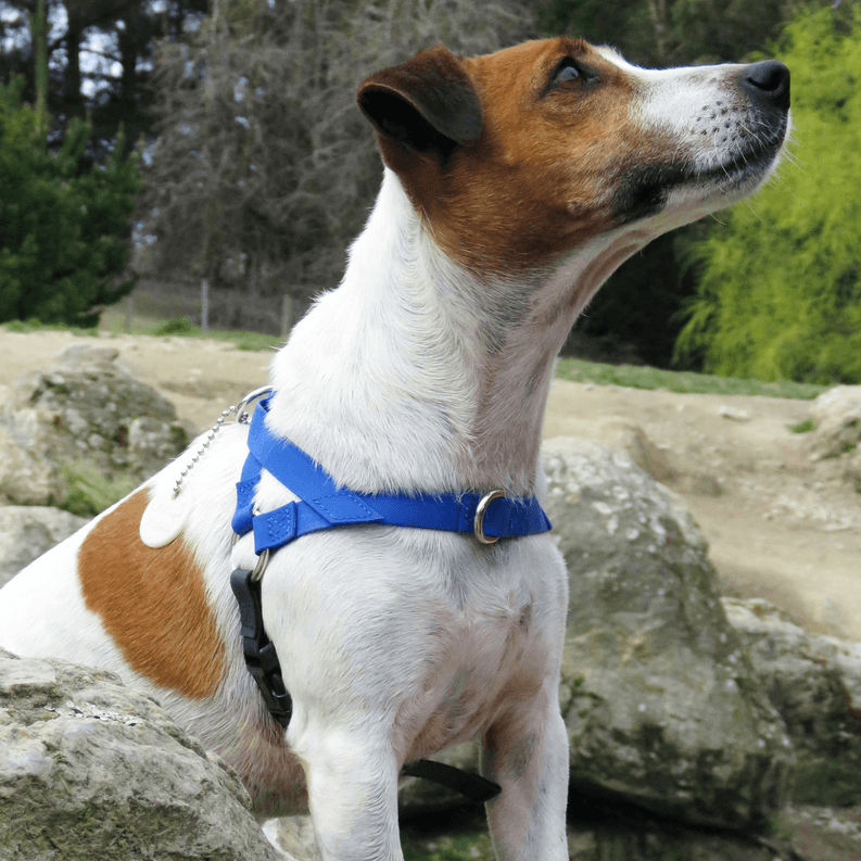 Freedom harness on a medium dog, blue strap harness with leash buckle