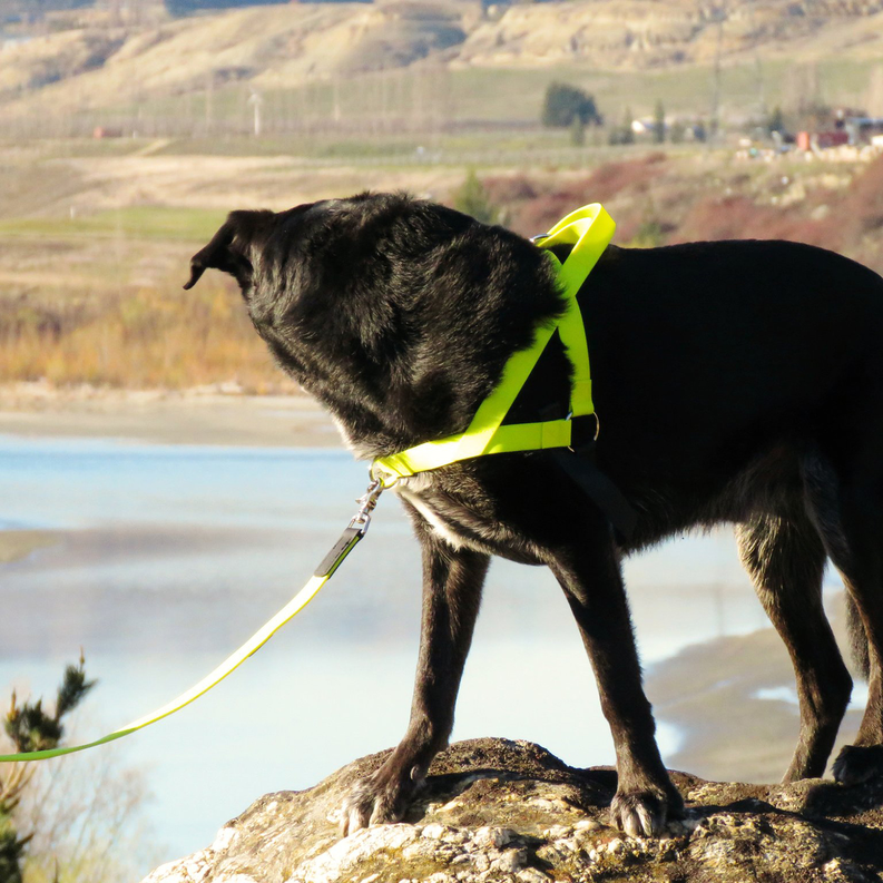 Freedom harness on a black dog, neon yellow chest strap with leash ring