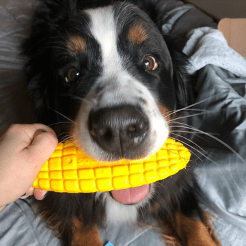 Yellow corn-on-the-cob chew toy in a dog's mouth, textured ridged surface