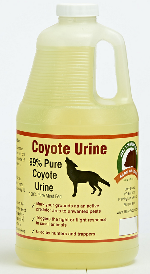 Coyote urine scent liquid in yellow plastic jug, 1/2 gallon