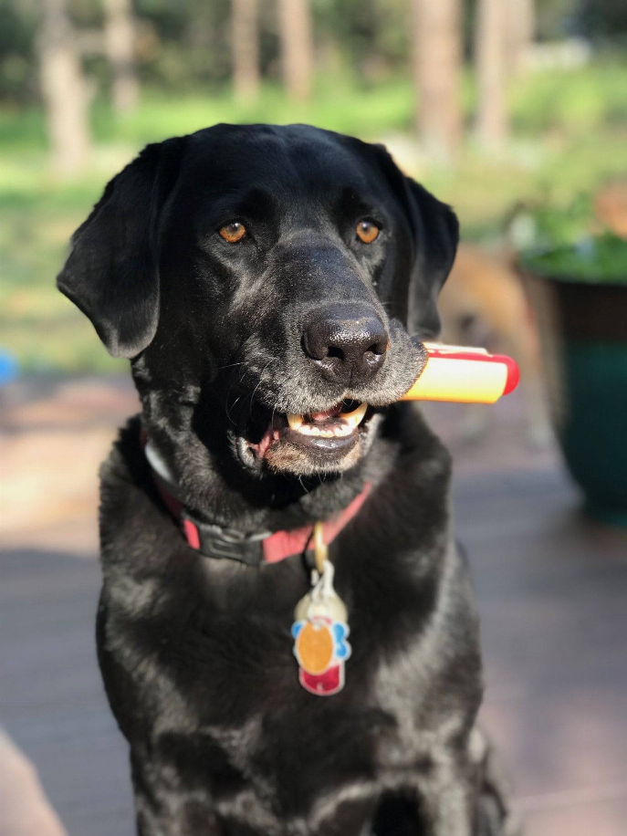 Yellow and red hot dog-shaped chew toy in a dog’s mouth