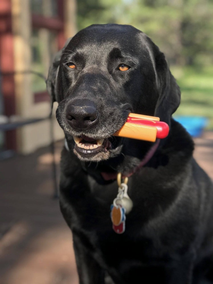 Yellow and red hot dog chew toy held by a dog close-up