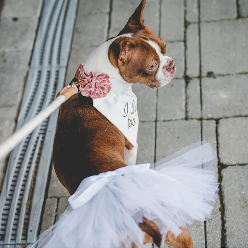 White tulle tutu skirt on a brown-and-white dog outdoors on a stone path
