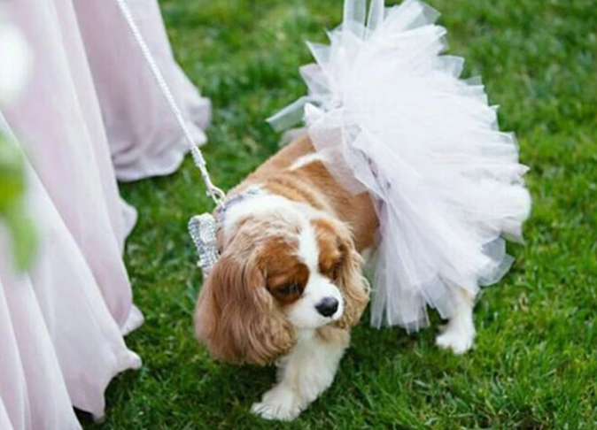 White dog tutu skirt with fluffy tulle ruffles on a small dog on green grass