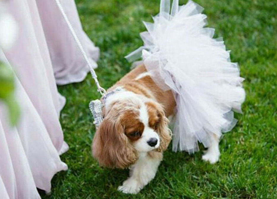 White dog tutu skirt with layered tulle ruffles on a small dog standing on grass