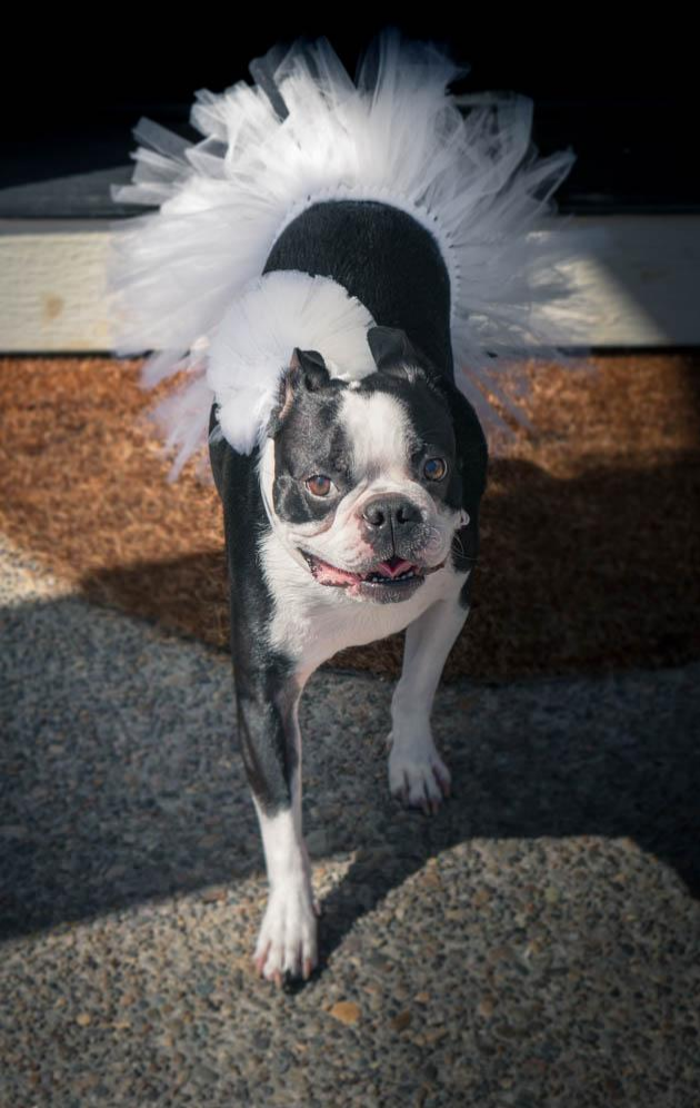 White dog tutu skirt with full fluffy tulle ruffles worn by a small dog