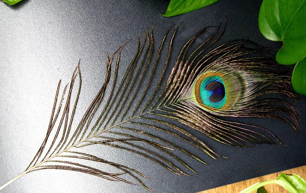 Natural peacock feather with iridescent blue-green eye pattern