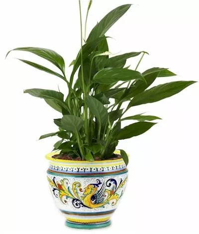 Decorative ceramic cachepot planter with blue, yellow, and ornate bird pattern